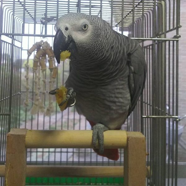 Congo African Grey Parrot 1Year Old with everything included