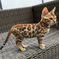 Litter trained Bengal kittens reday now for lovely homes